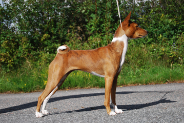 Zindika basenjis sales
