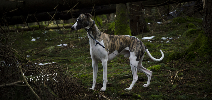 Basenji whippet hot sale